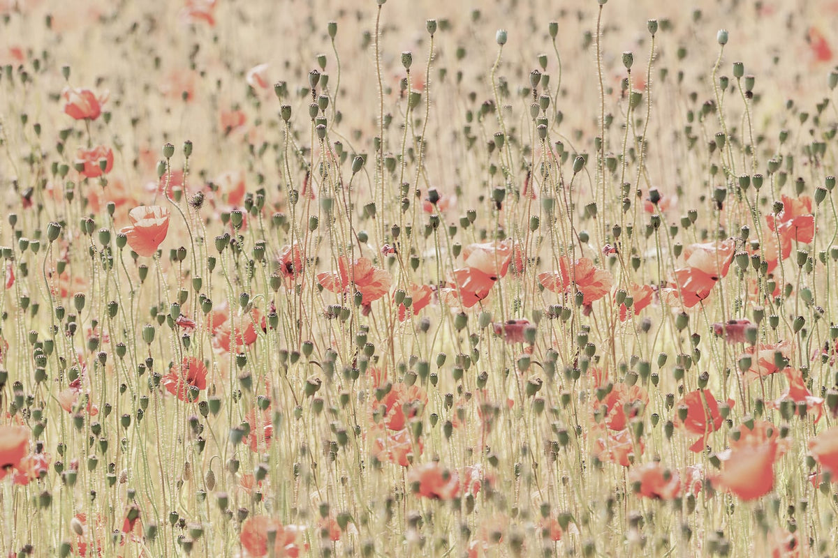 Tapetti Poppies