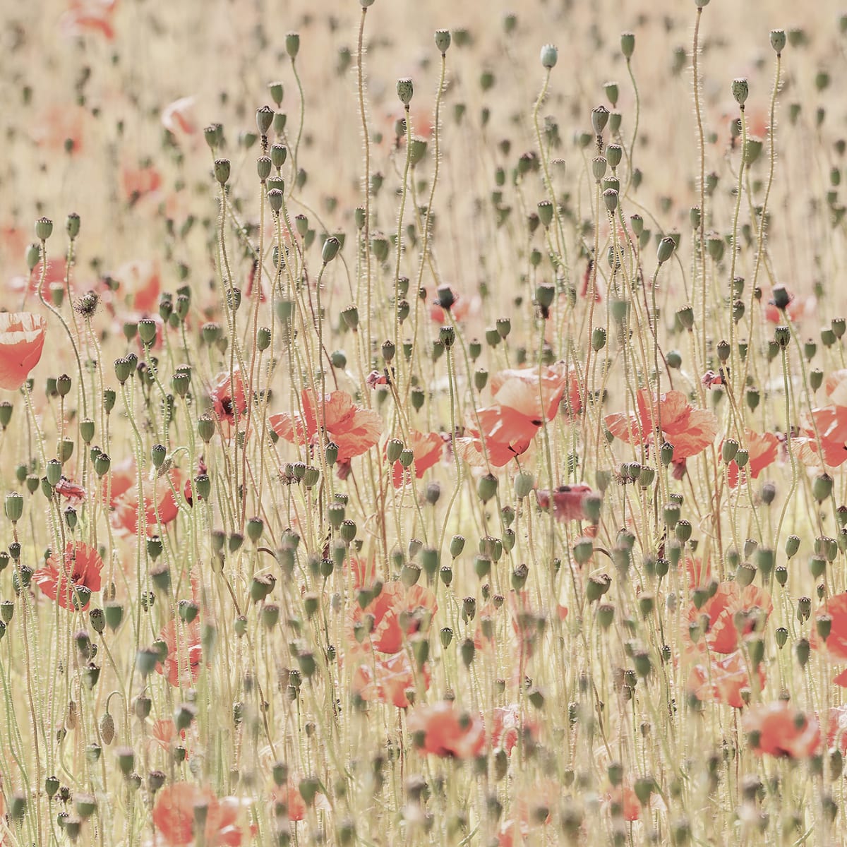 Tapetti Poppies