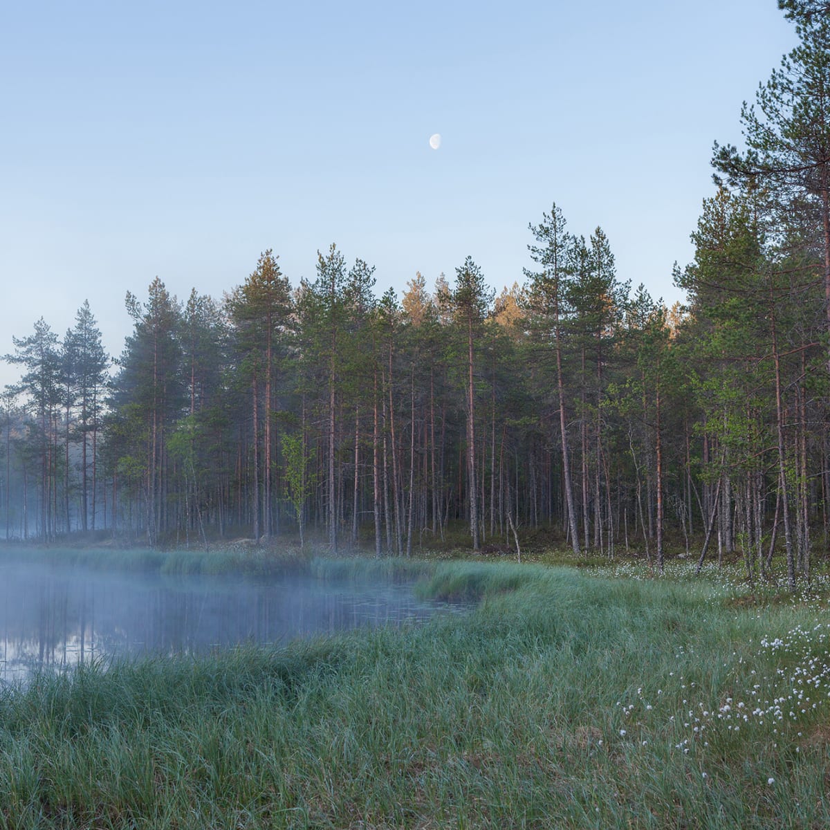 Tapetti Forest Lake