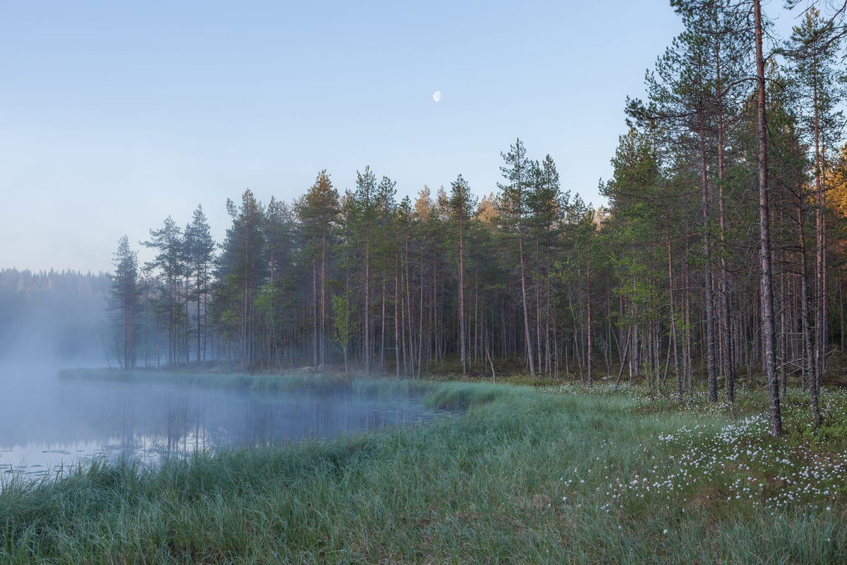 Tapetti Forest Lake