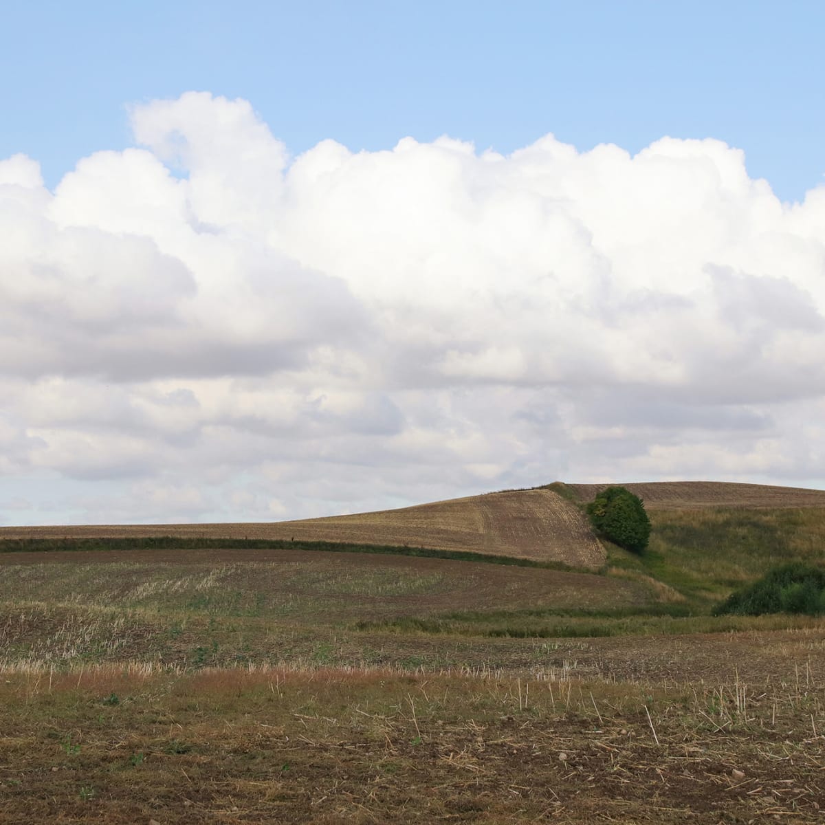 Tapetti Cropland