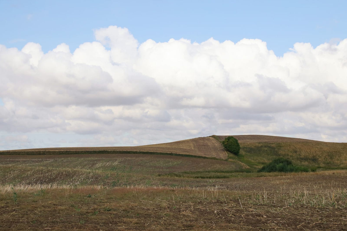 Tapetti Cropland