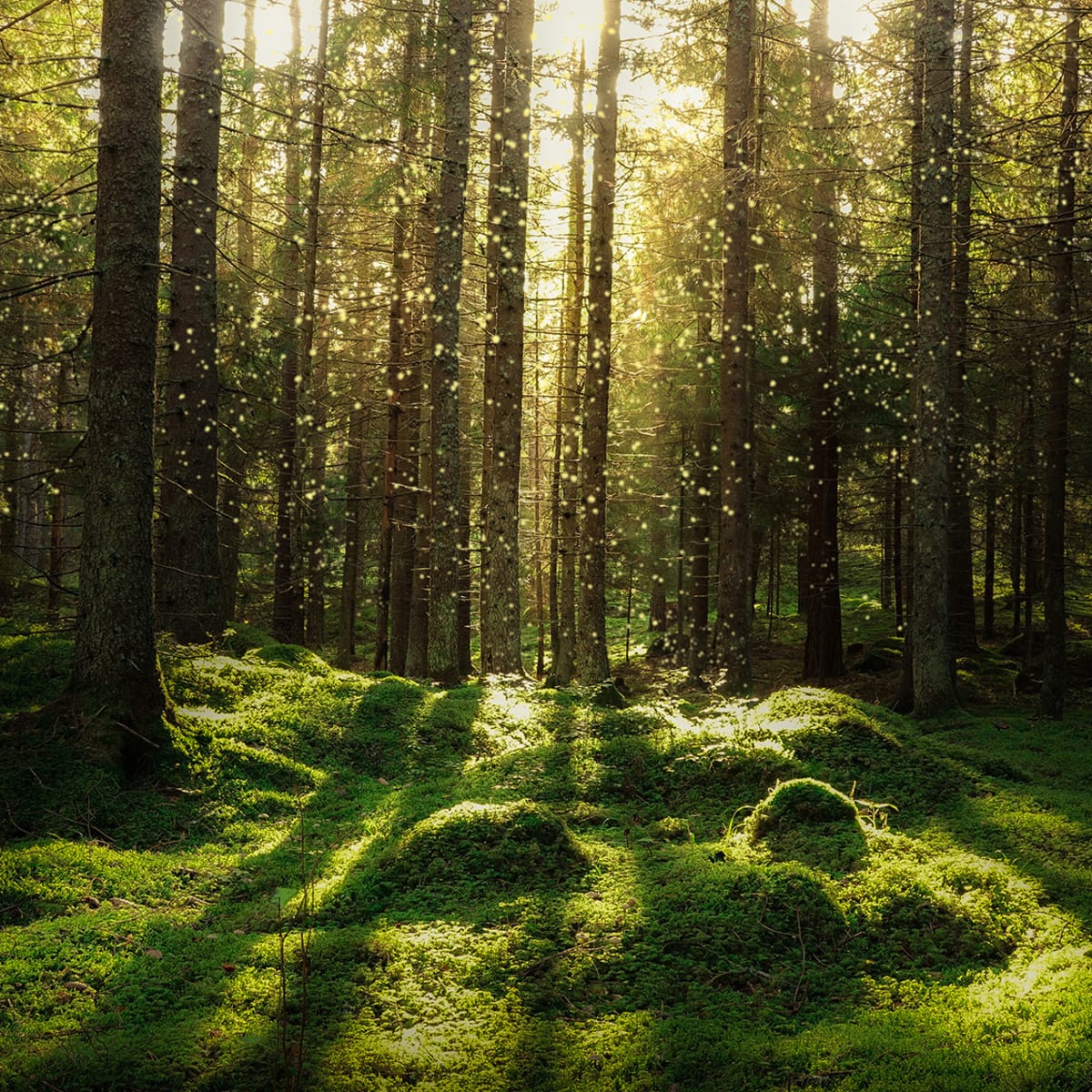 Tapetti Forest Bath