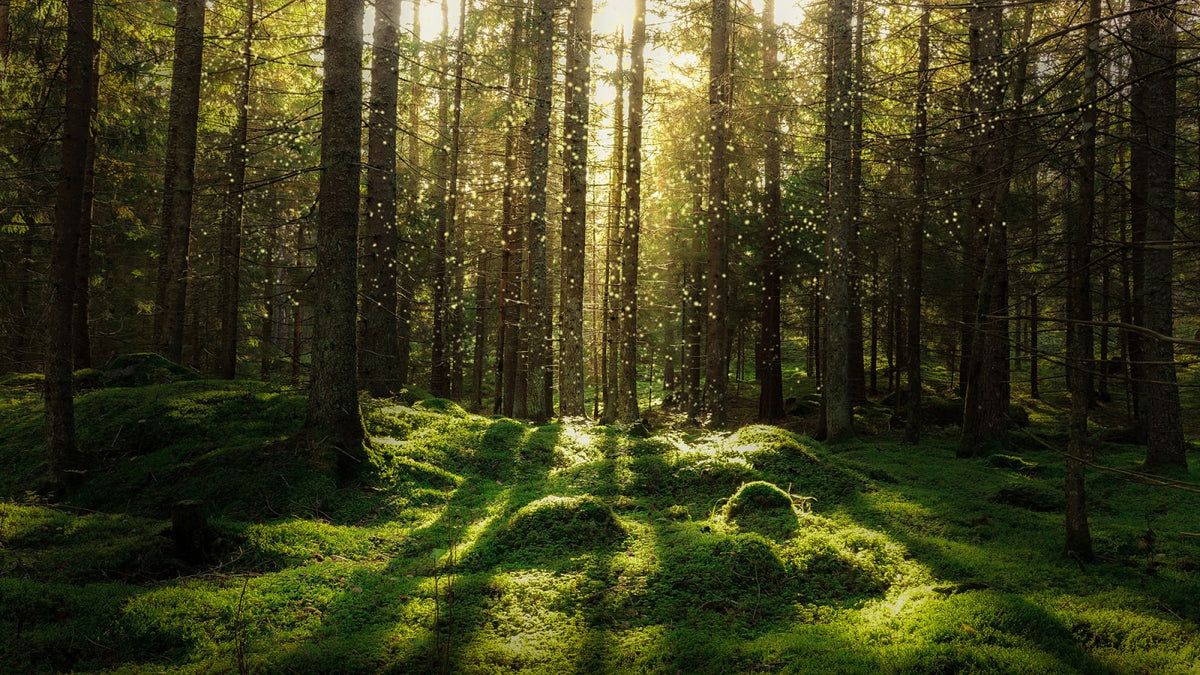 Tapetti Forest Bath