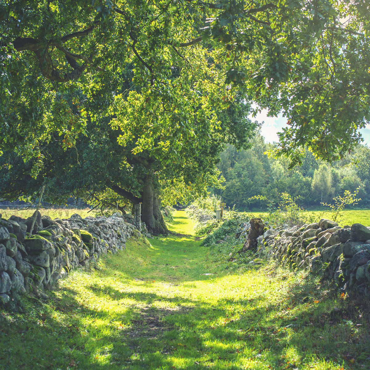 Tapetti Early Summer