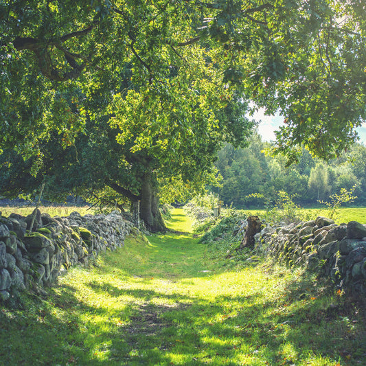 Tapetti Early Summer