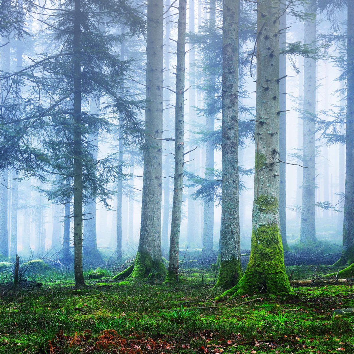 Tapetti Blue Forest