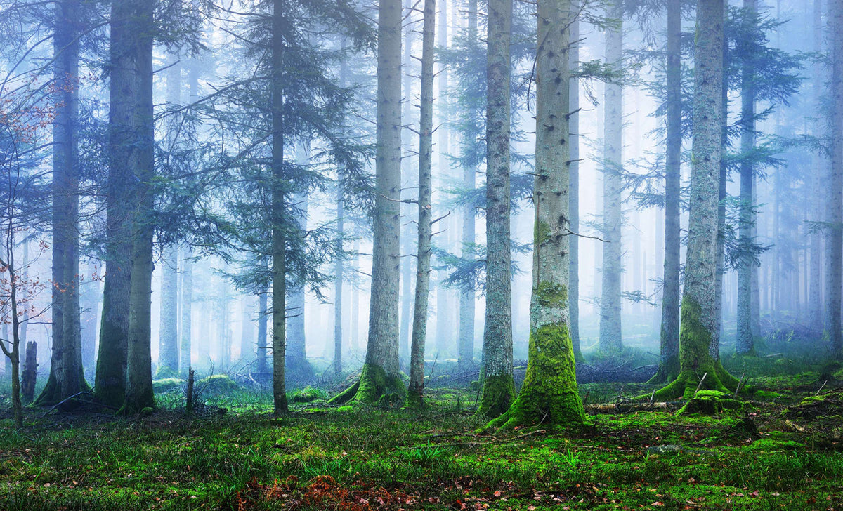 Tapetti Blue Forest