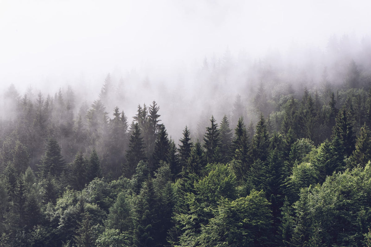 Tapetti Misty Fir Forest