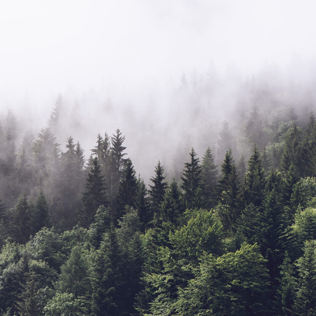 Tapetti Misty Fir Forest