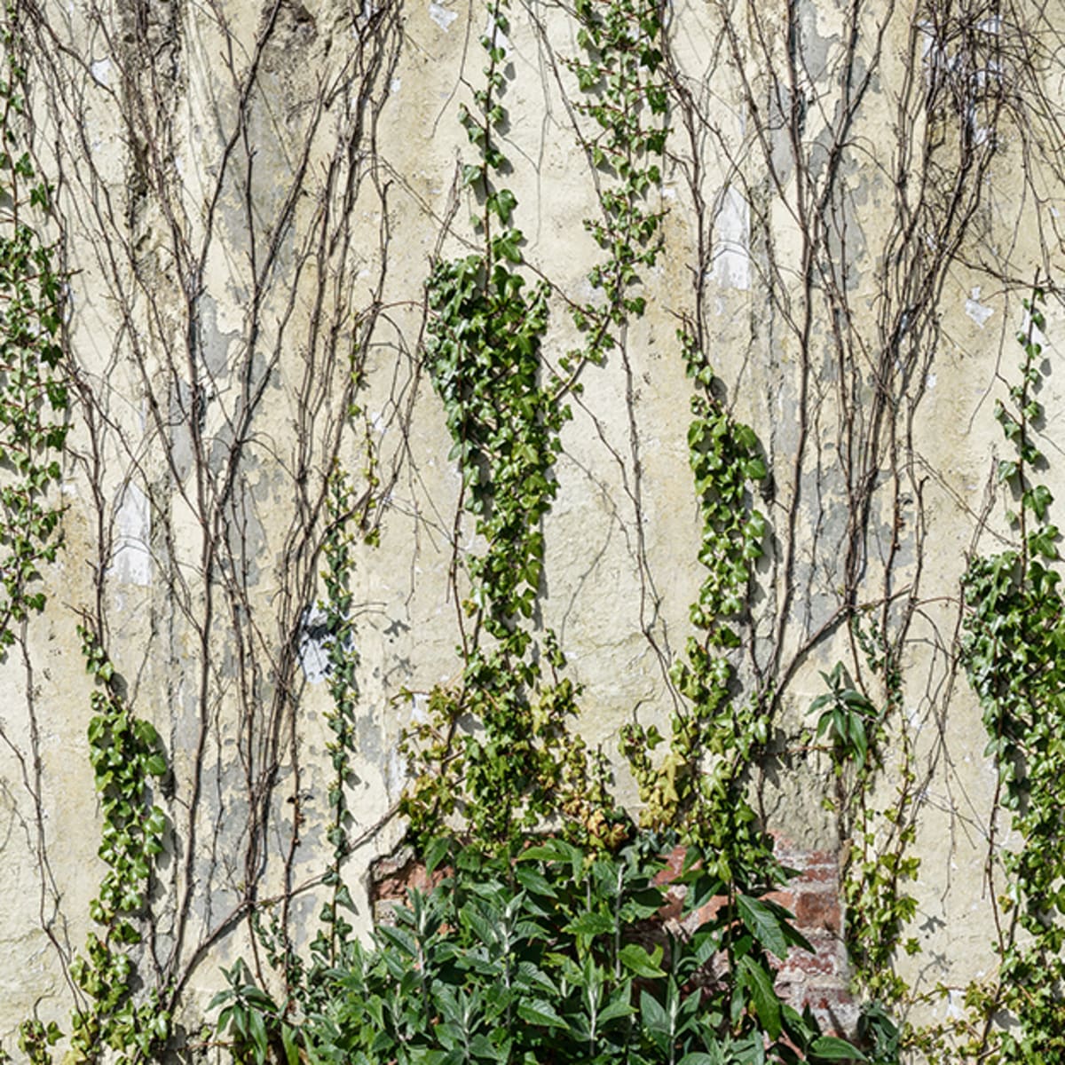 Tapetti Climbing Ivy