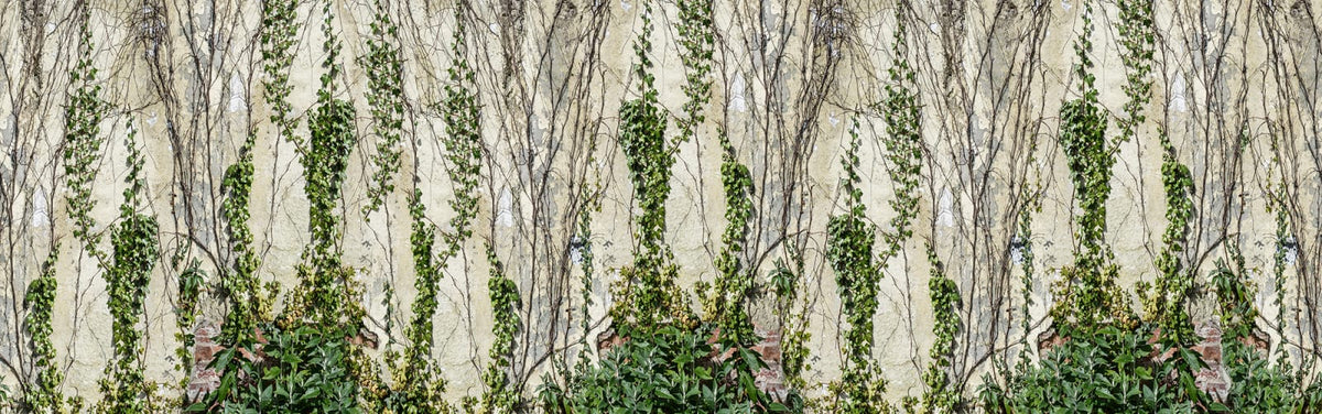 Tapetti Climbing Ivy