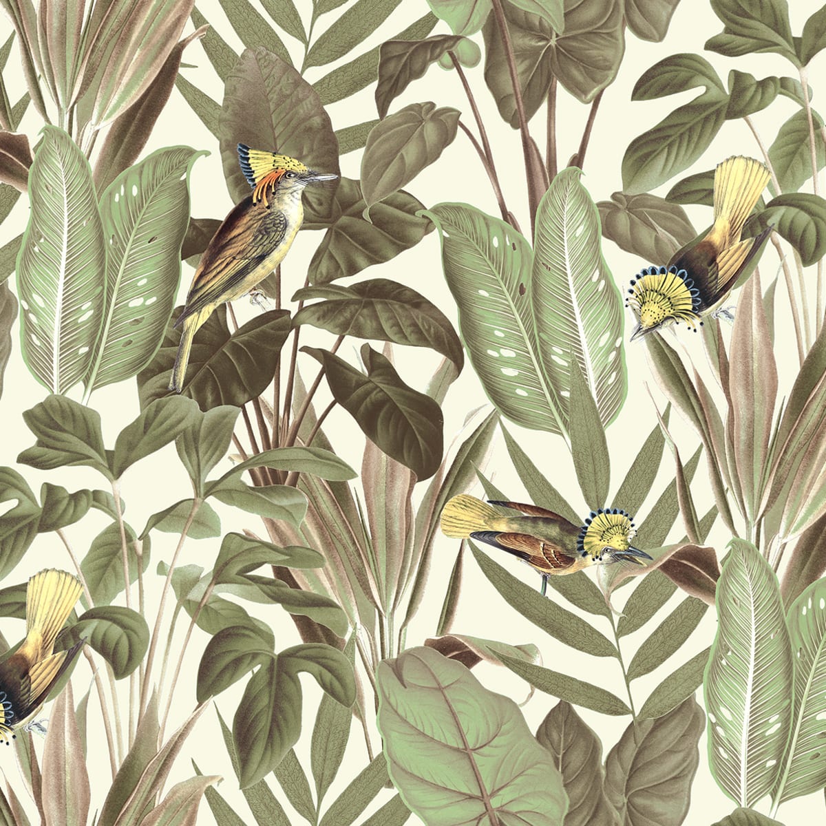 Tapetti Birds of Paradise, Bright Dawn
