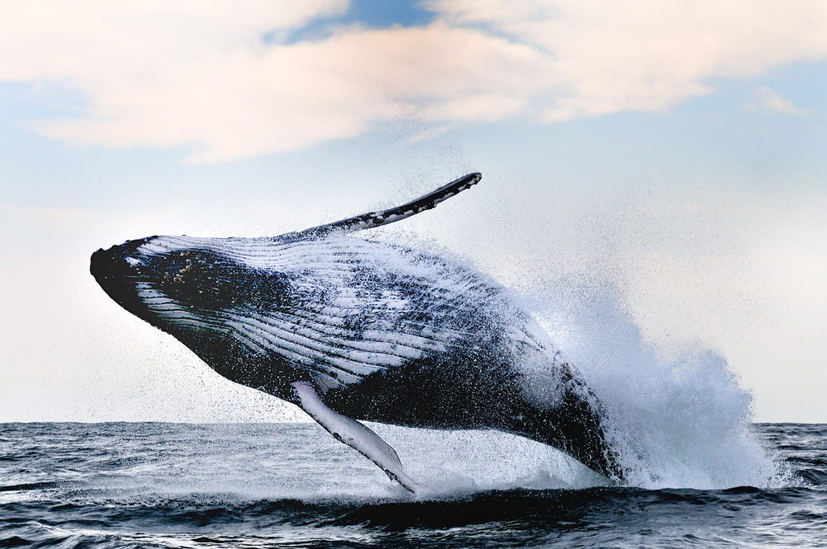 Tapetti Whale Song