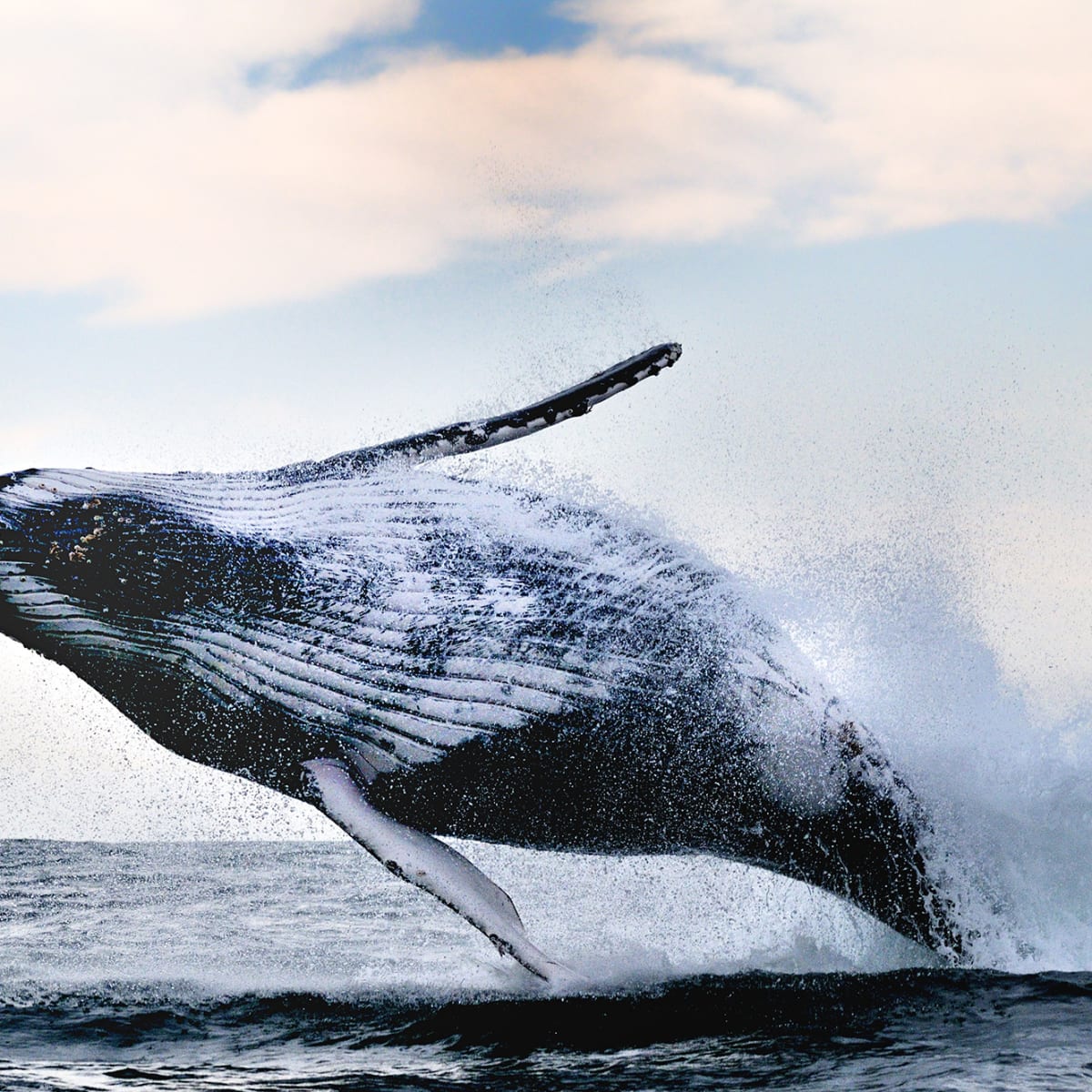 Tapetti Whale Song