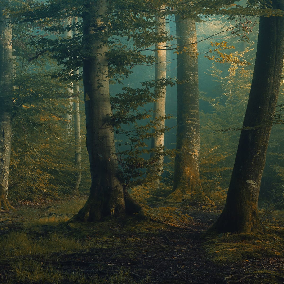 Tapetti Beech Forest