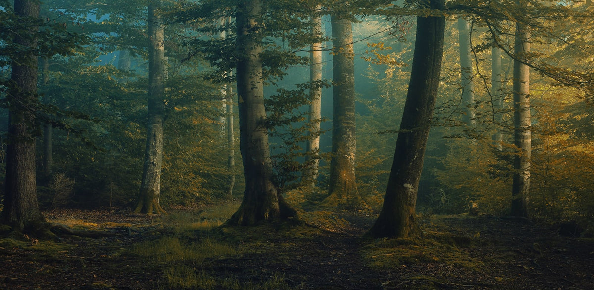 Tapetti Beech Forest