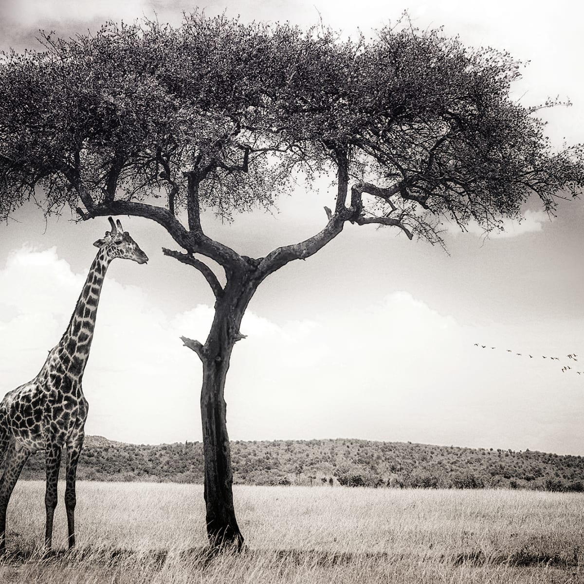 Tapetti Peaceful Savannah
