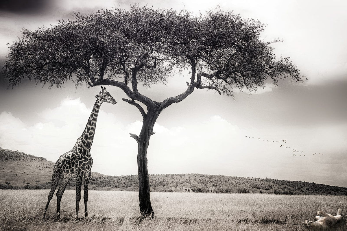 Tapetti Peaceful Savannah