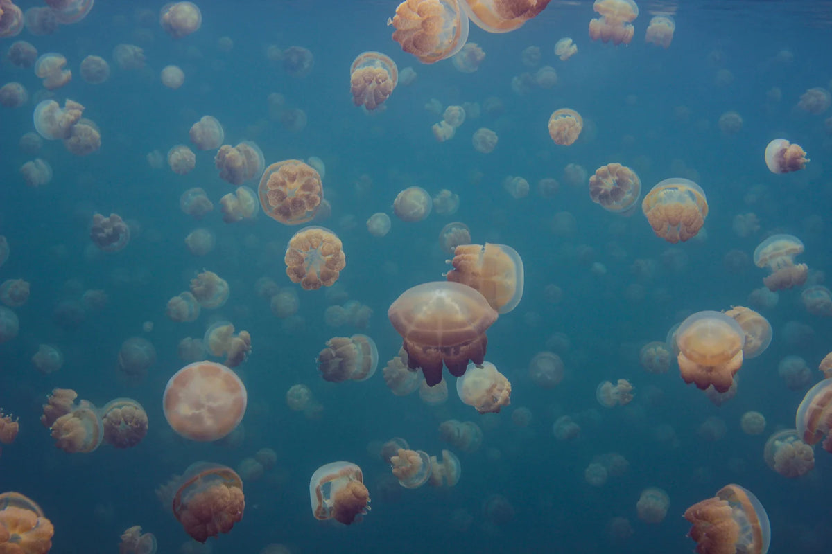 Tapetti Smack Of Jellyfish