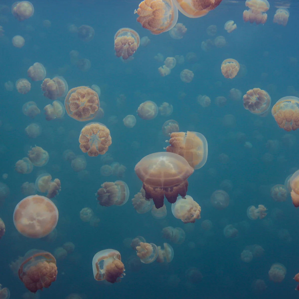 Tapetti Smack Of Jellyfish