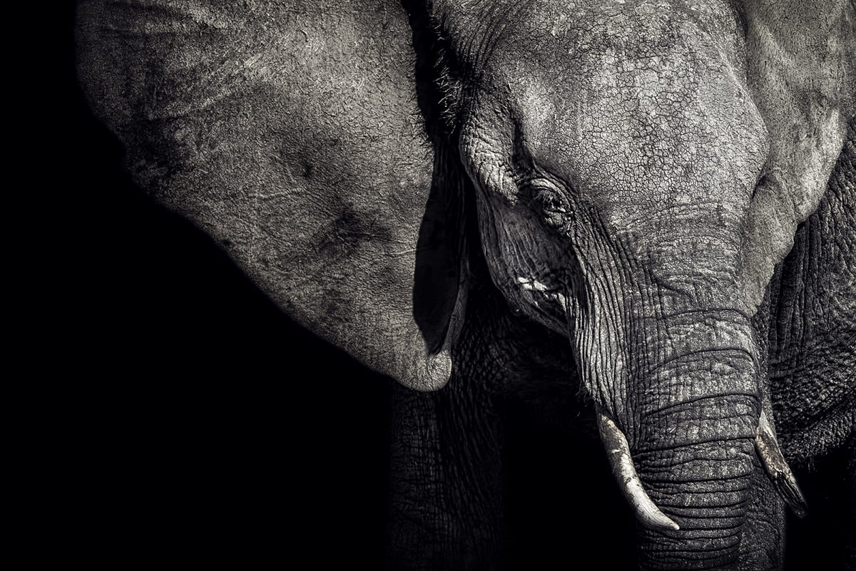 Tapetti Elephant