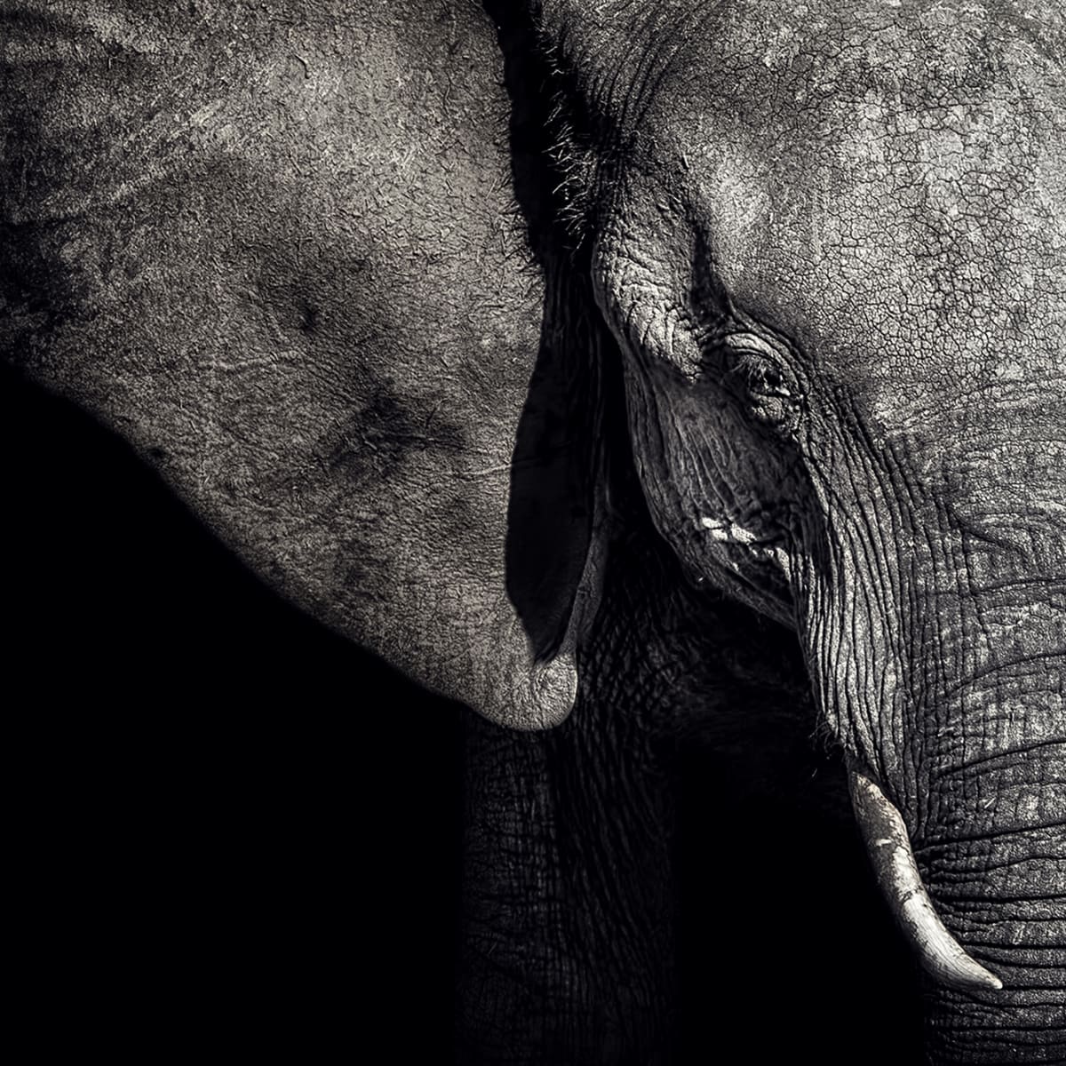 Tapetti Elephant