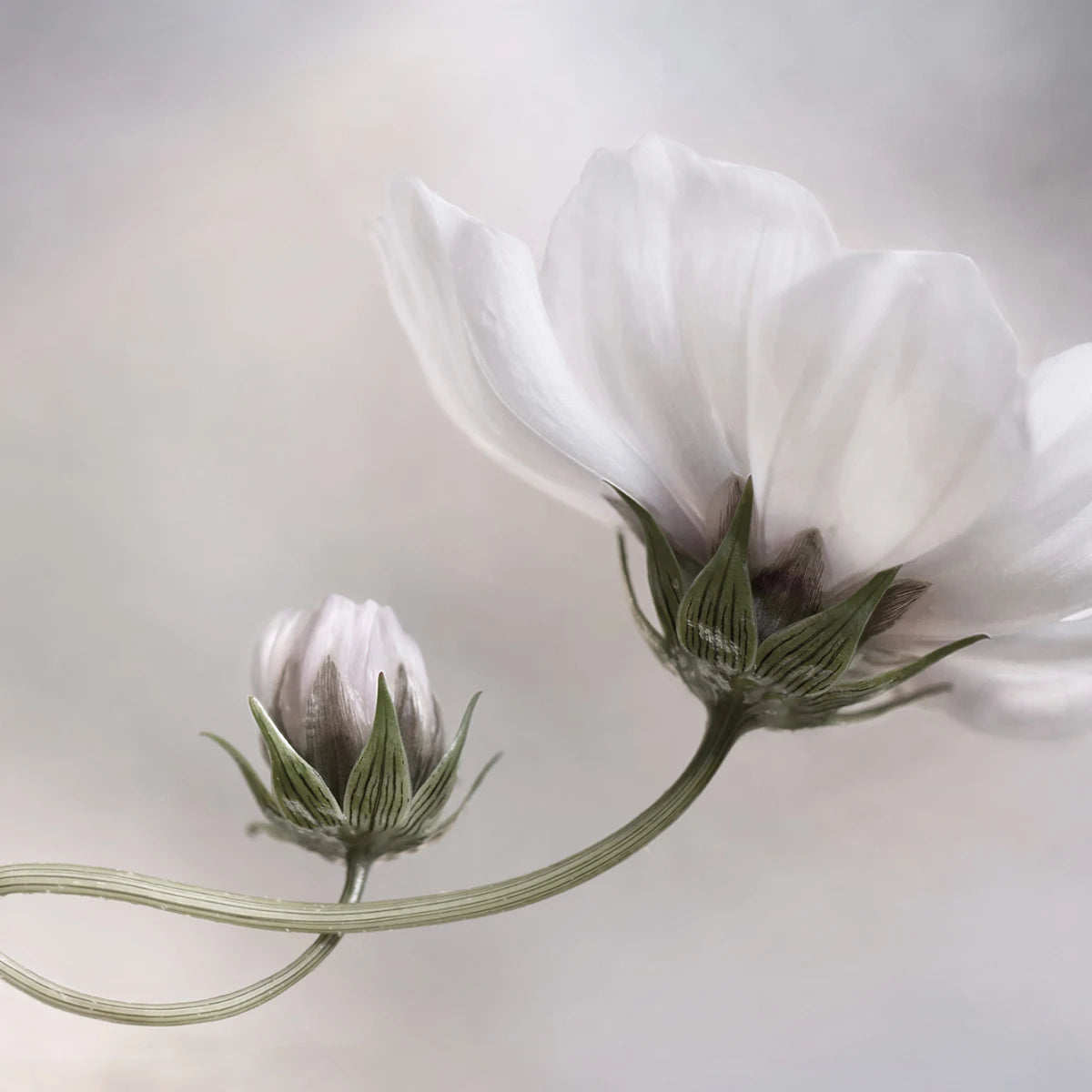 Tapetti White Flower