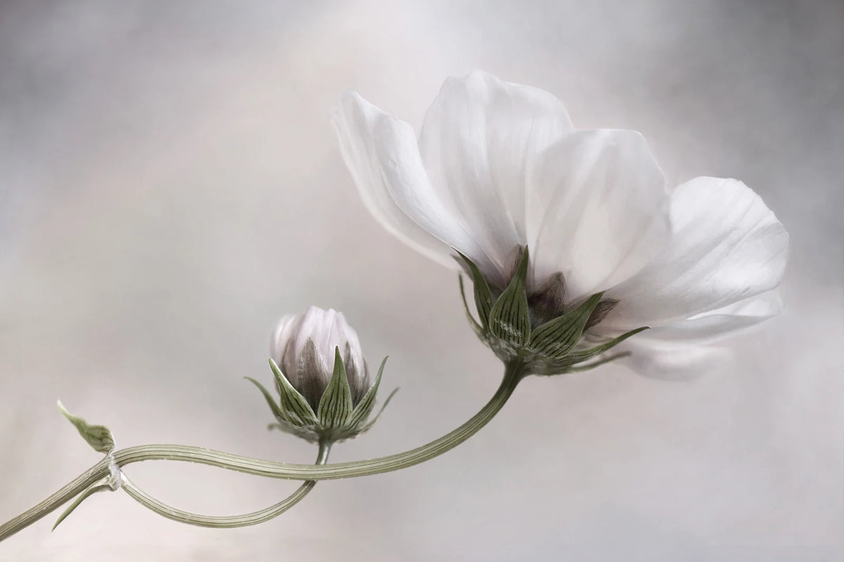 Tapetti White Flower