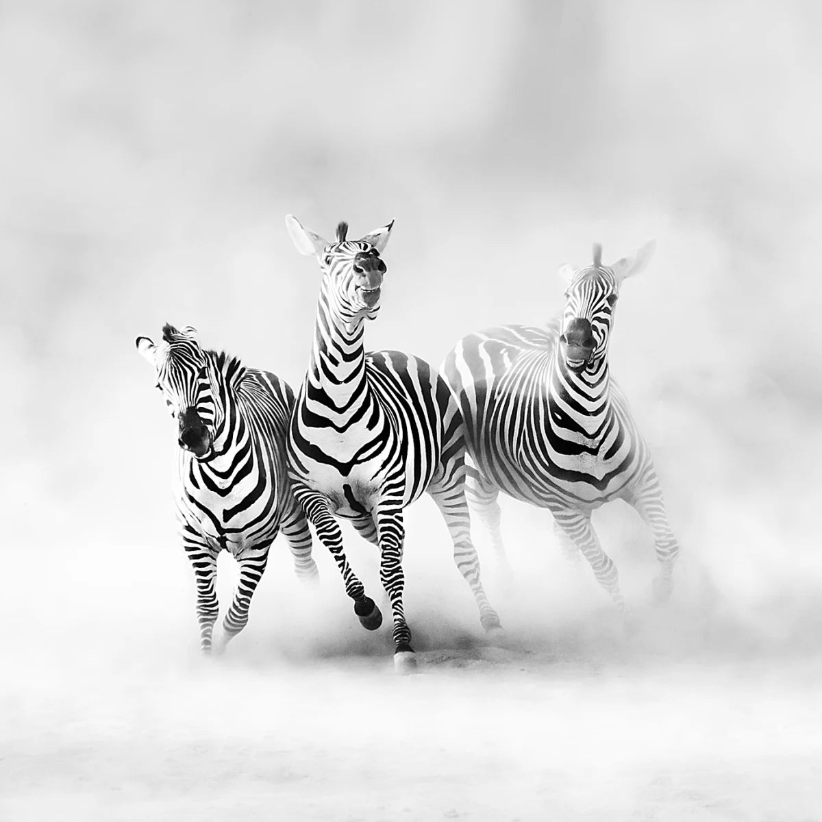 Tapetti Graphic Zebras