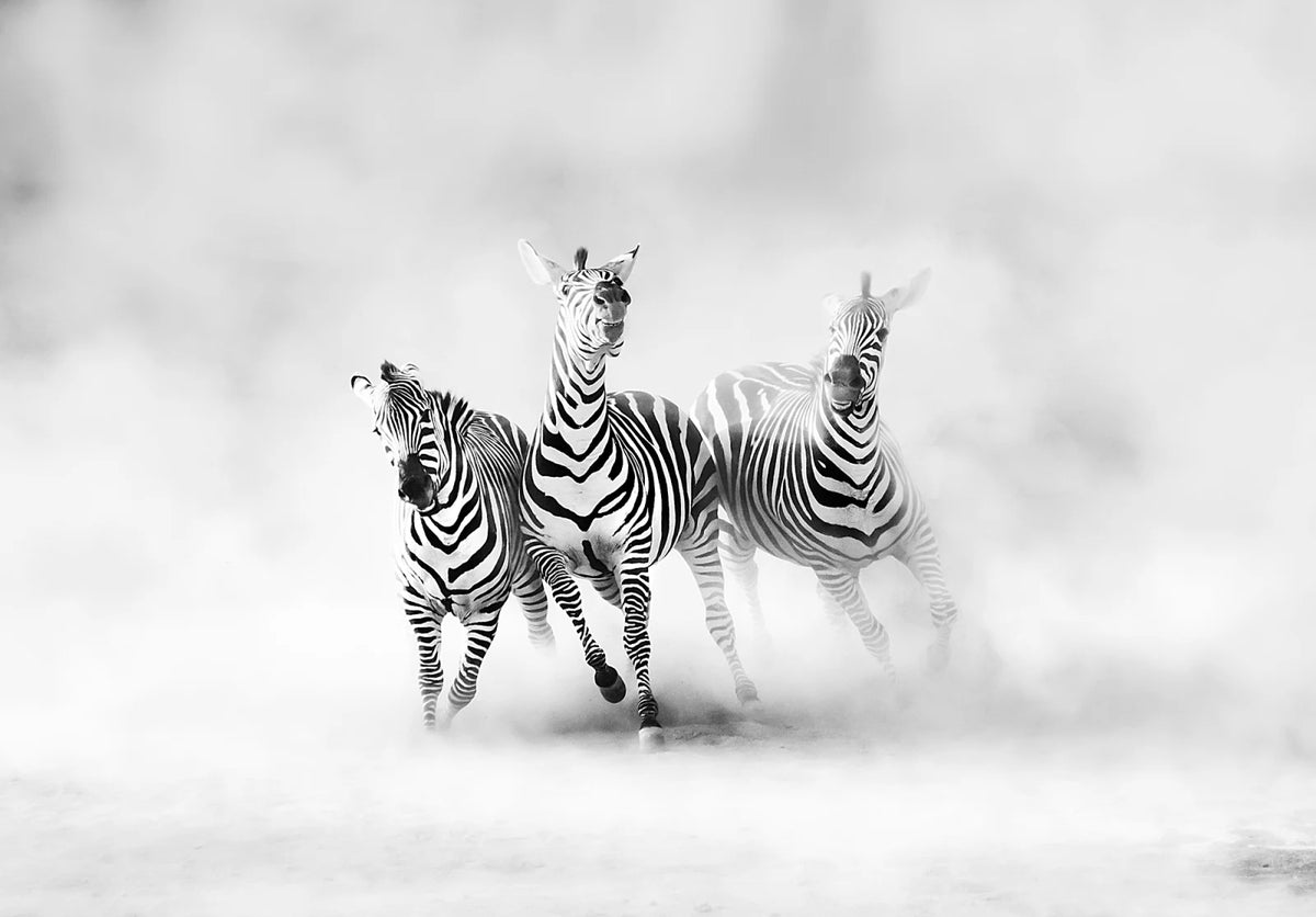 Tapetti Graphic Zebras