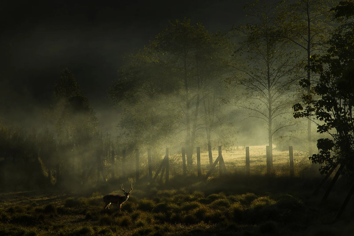 Tapetti Oh My Deer