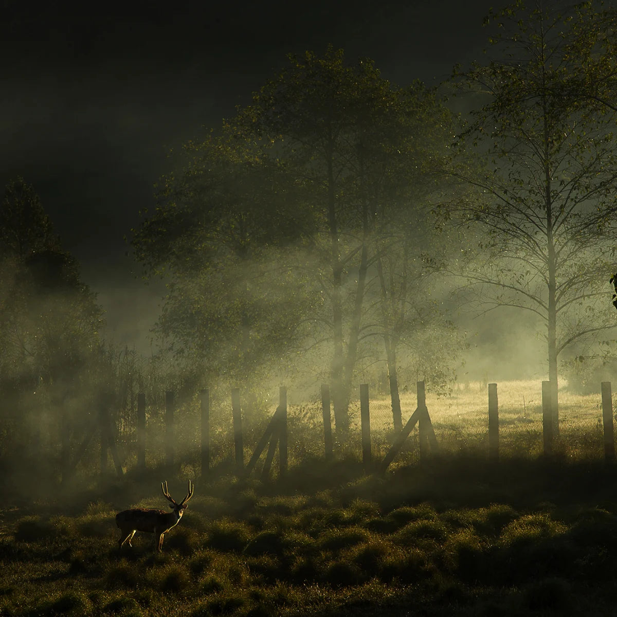 Tapetti Oh My Deer