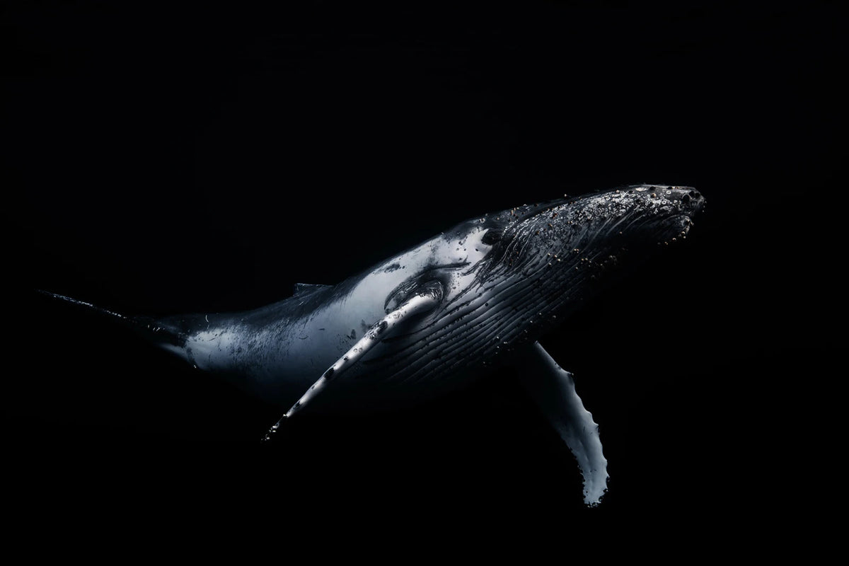 Tapetti Black Whale