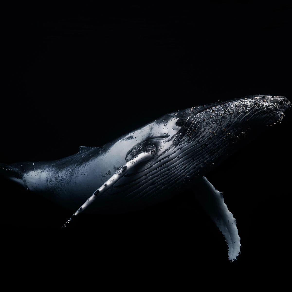 Tapetti Black Whale