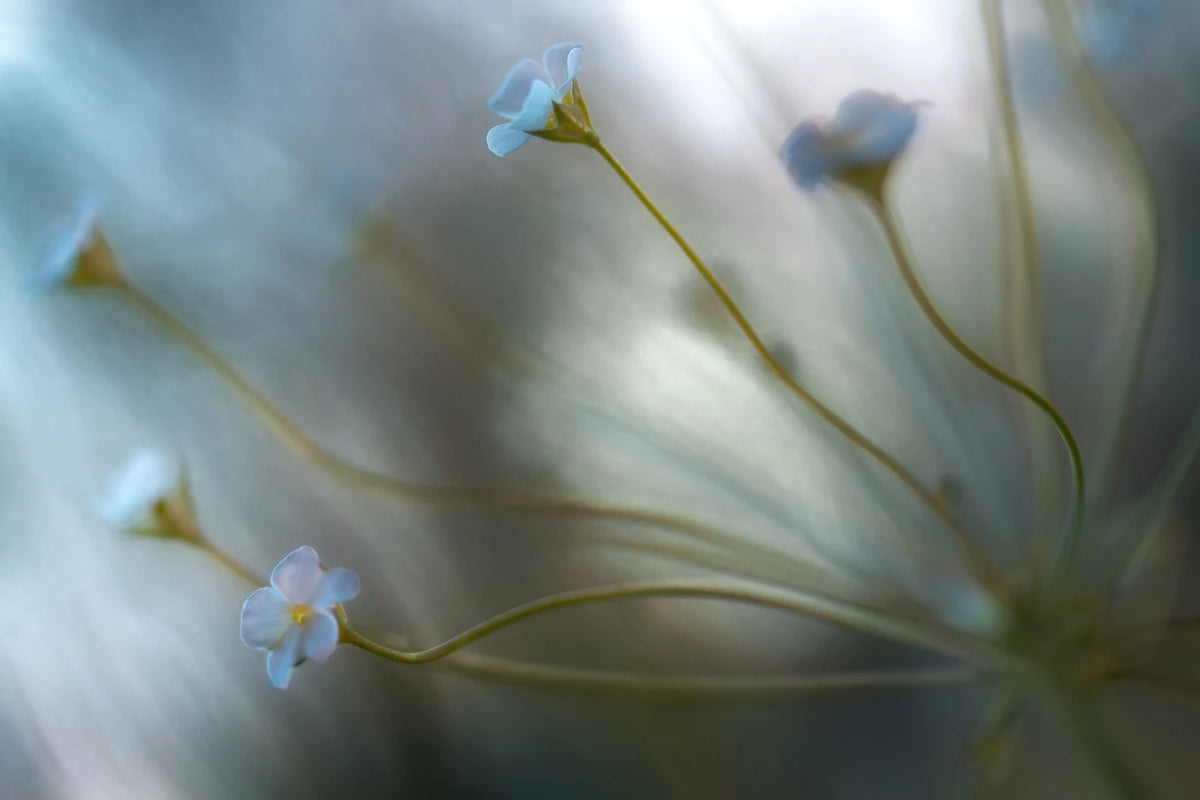 Tapetti Forget Me Not