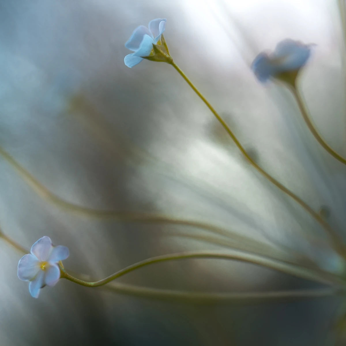 Tapetti Forget Me Not