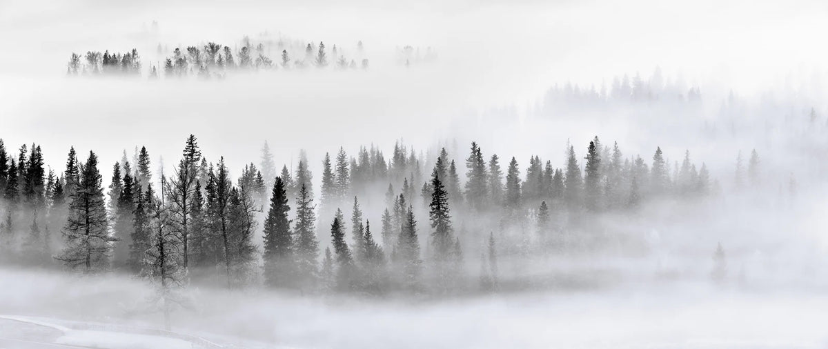 Tapetti Calm Forest