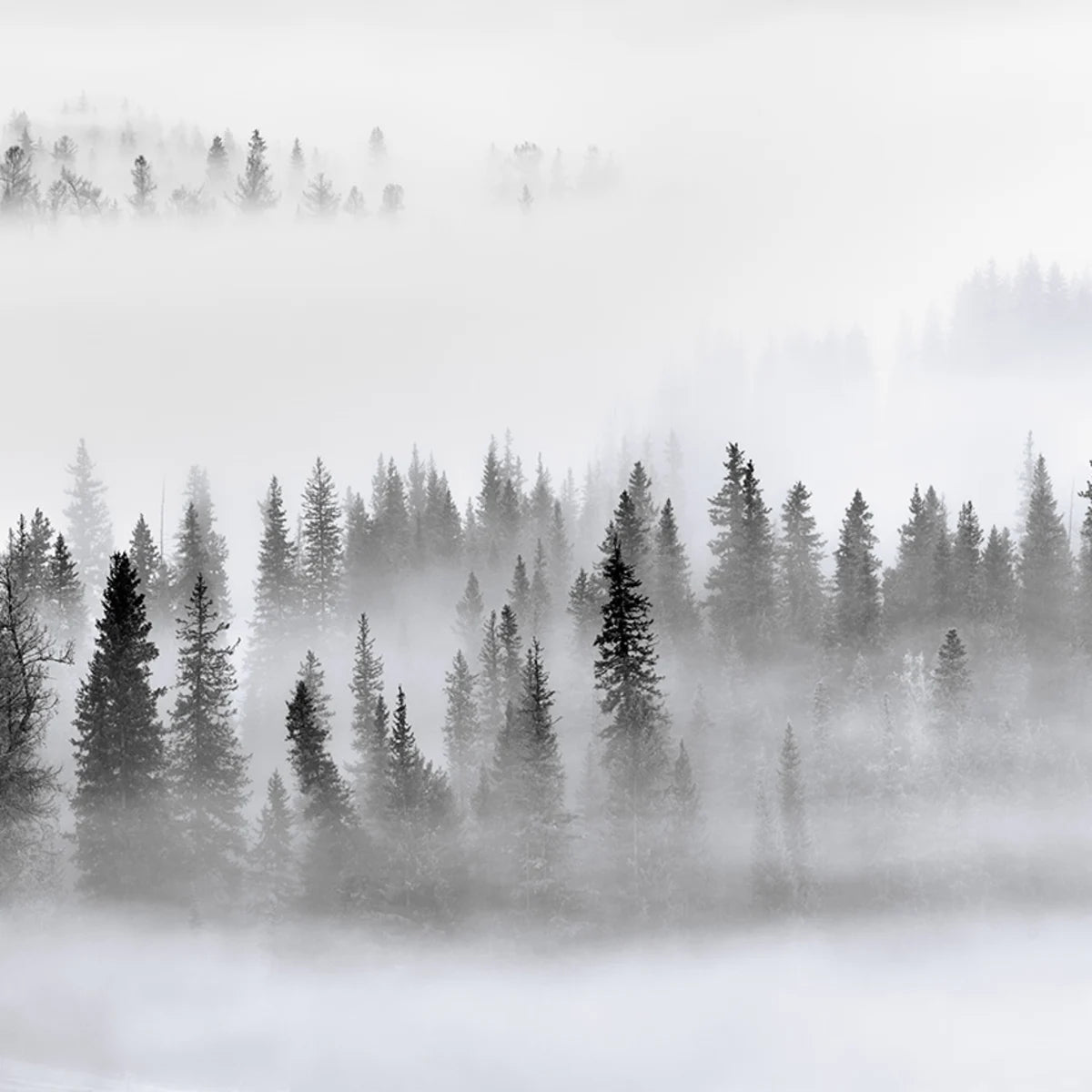 Tapetti Calm Forest