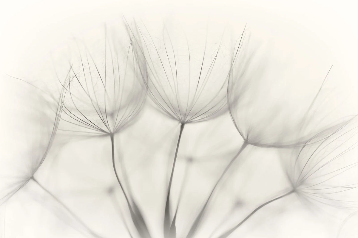 Tapetti Soft Seeds