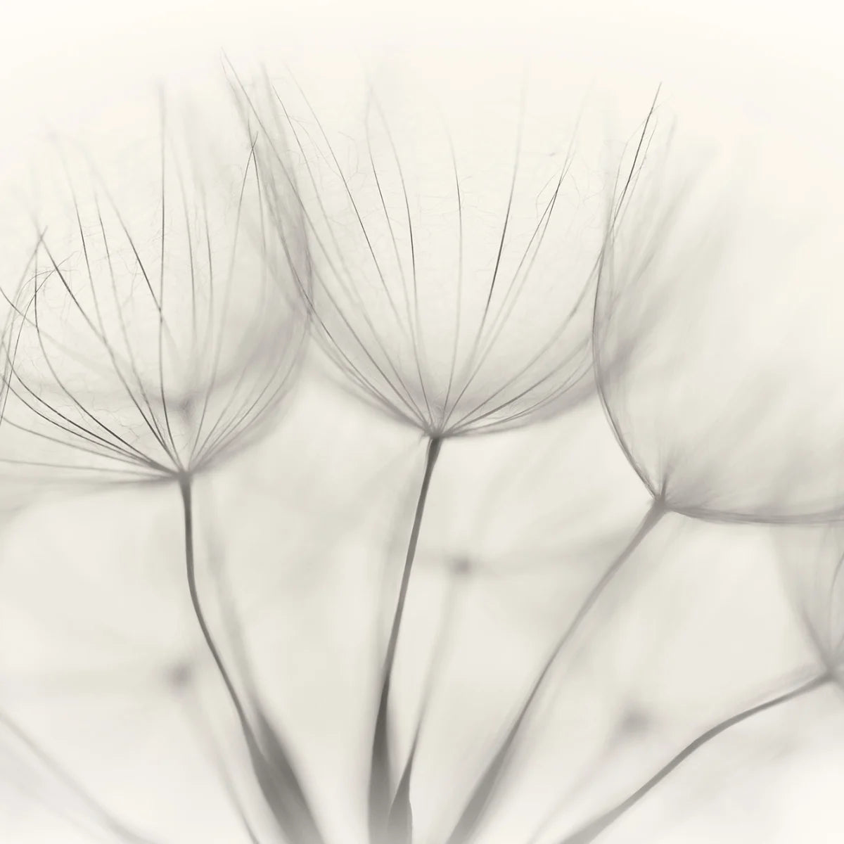 Tapetti Soft Seeds
