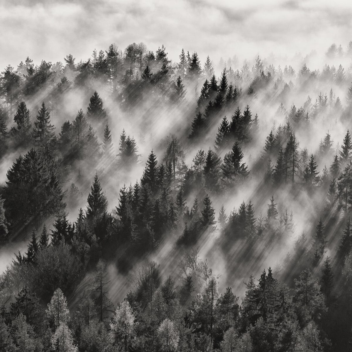 Tapetti Foggy Forest