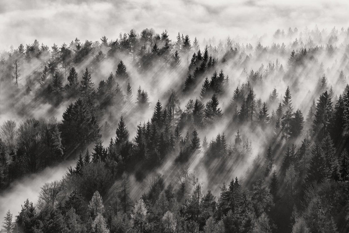 Tapetti Foggy Forest