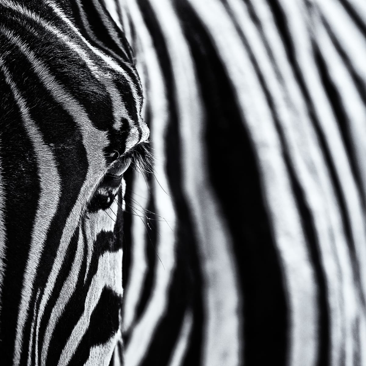 Tapetti Close Up Zebra