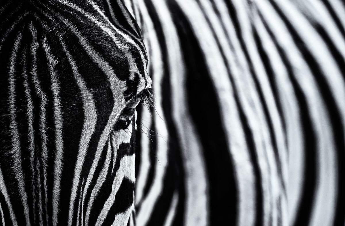 Tapetti Close Up Zebra
