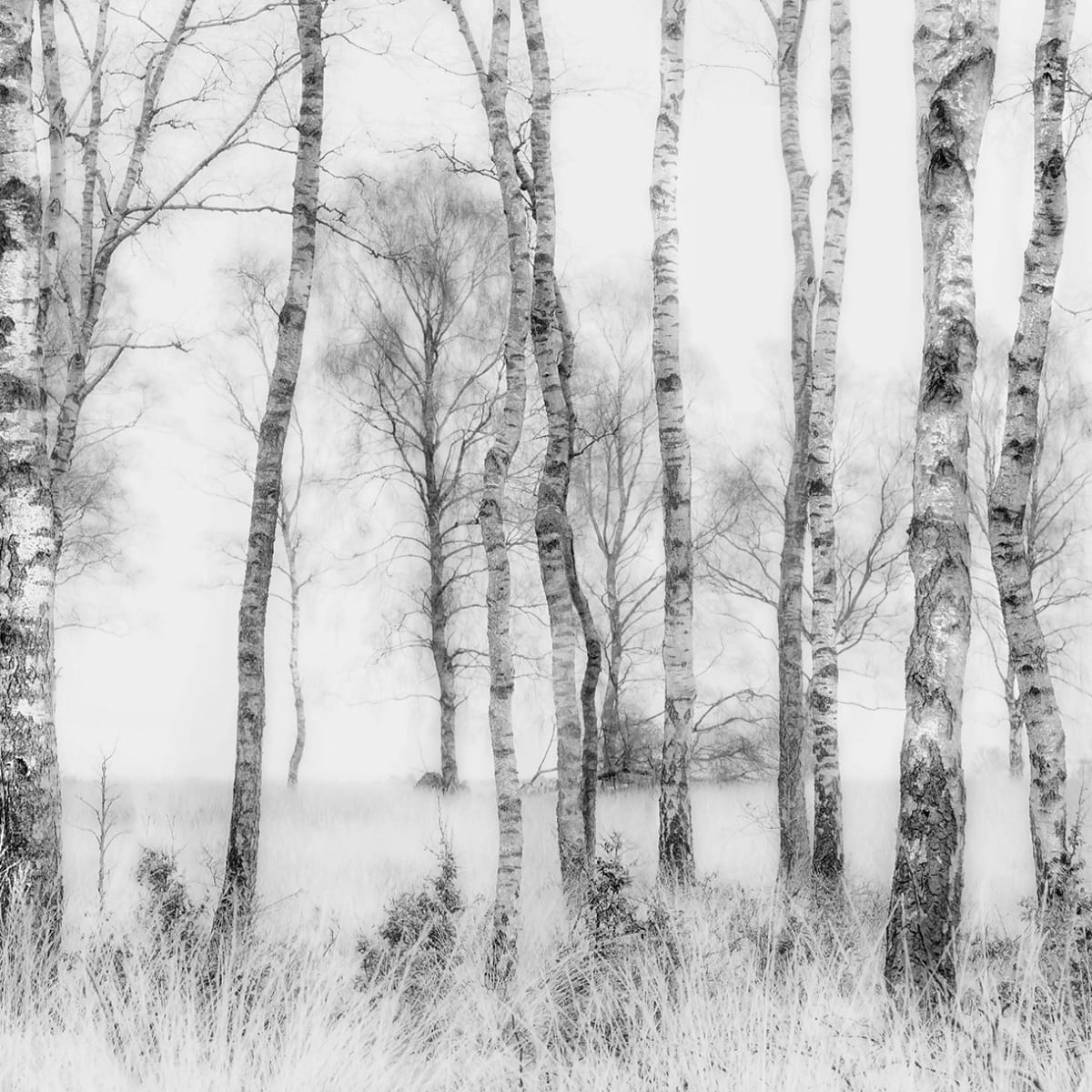 Tapetti Birch Trees