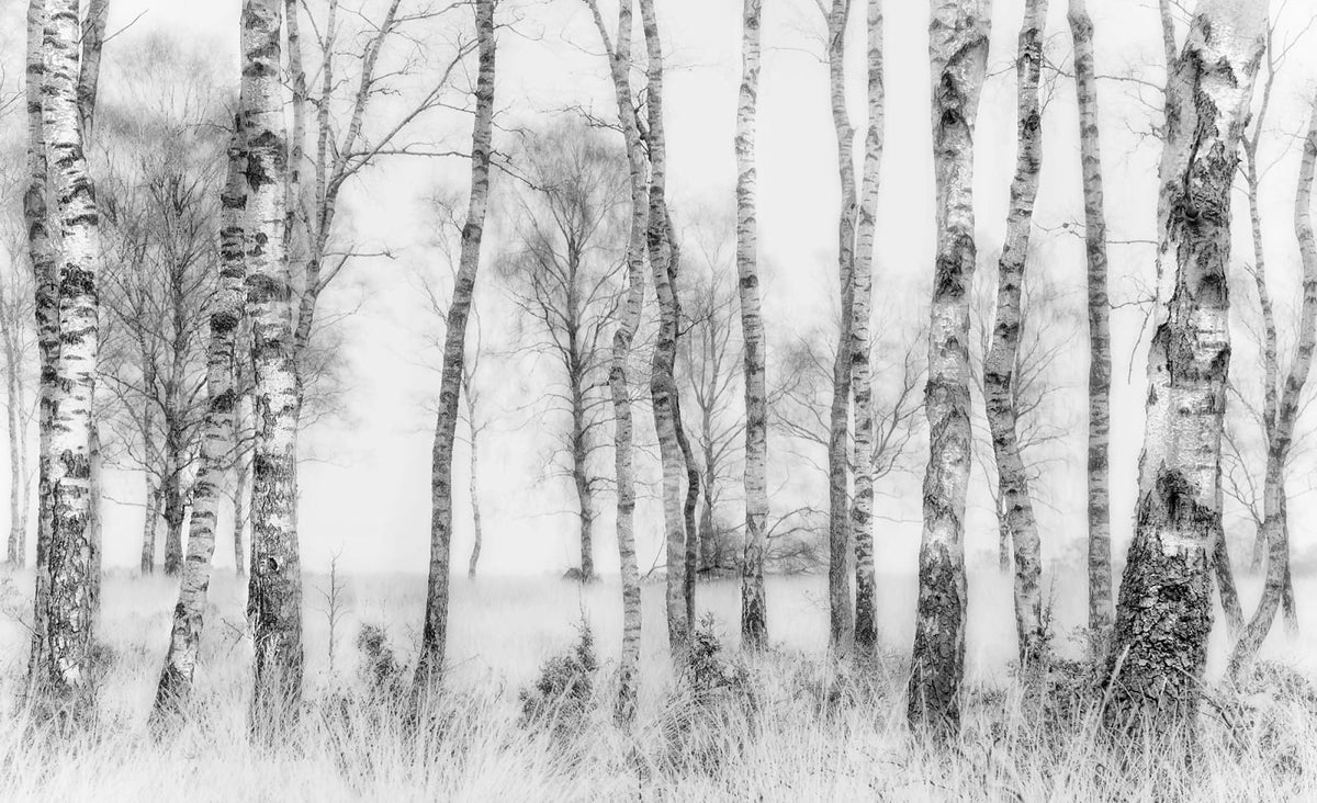 Tapetti Birch Trees