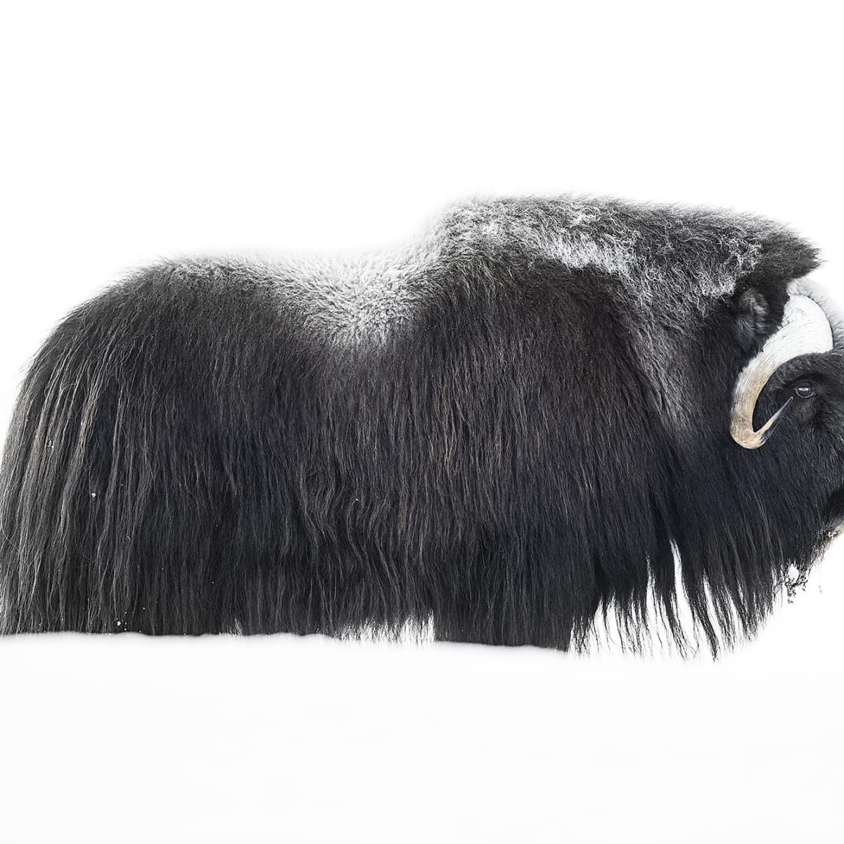Tapetti Musk Ox