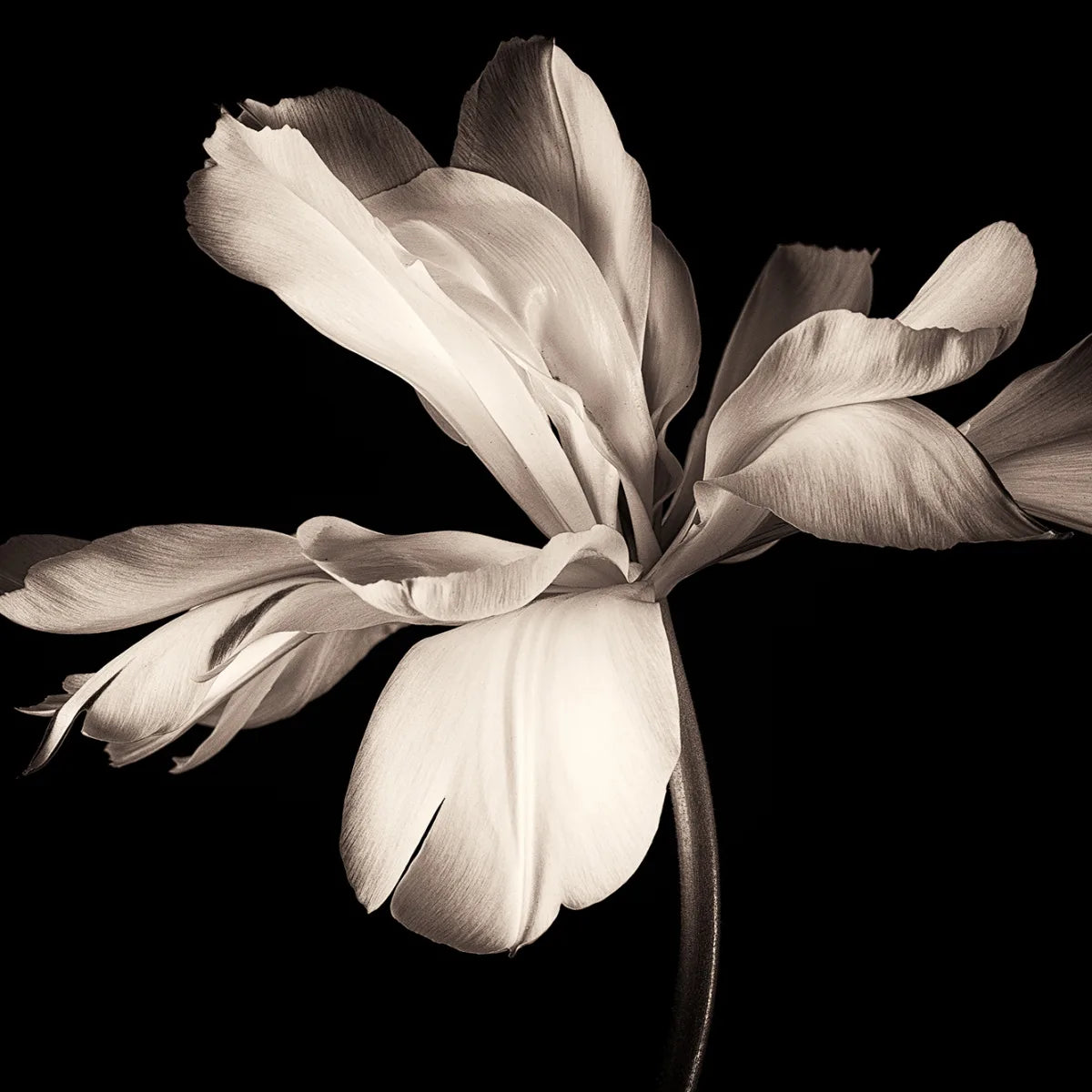Tapetti Dramatic Flower
