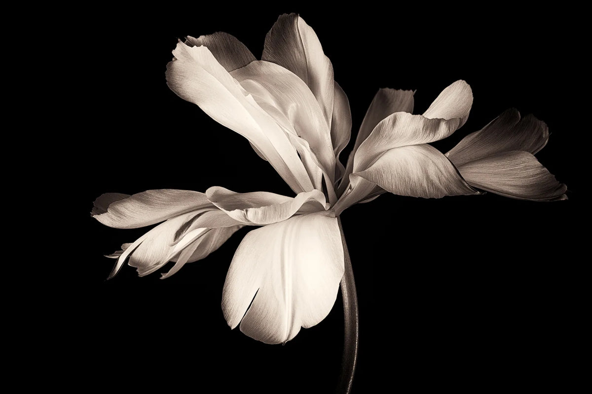 Tapetti Dramatic Flower